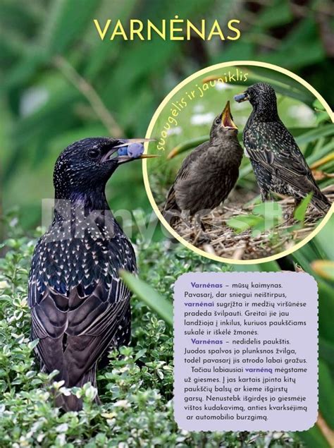 Lietuvos gamtos parkas su laisvai ganomais gyvūnais