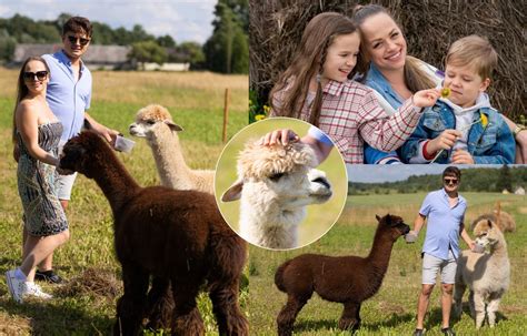 Alpakos ūkyje, vaikai glosto gyvūnus