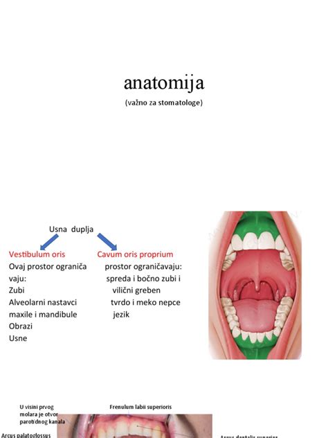 anatomija nosiaryklės
