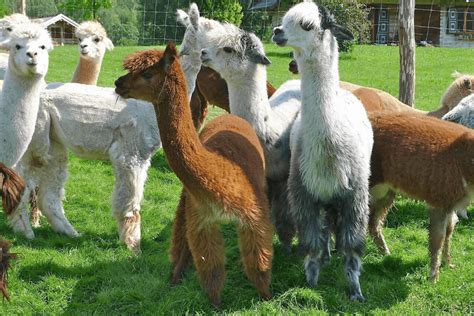 Alpakos ūkis