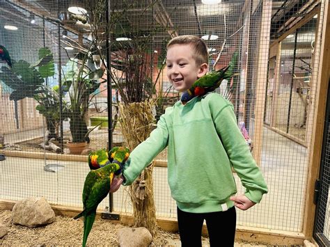 Montessori kortelės su gyvūnais