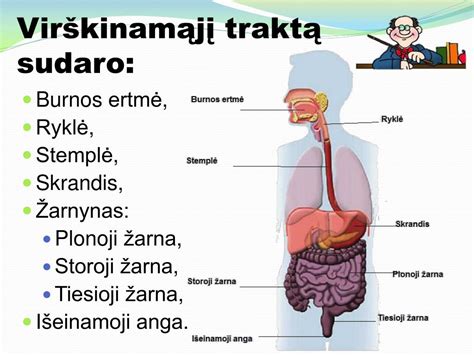 schematinis žmogaus virškinimo traktas