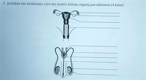 Moters reprodukcinė sistema, kiaušialąstės kelionė