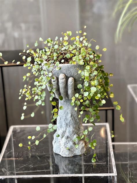 Pankolio augalas su sėklomis