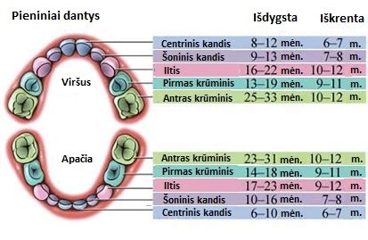 Vaikų dantų dygimo schema