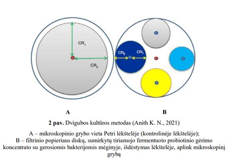 Infografika: BIFIDO fermentuotų gėrimų antimikrobinis poveikis