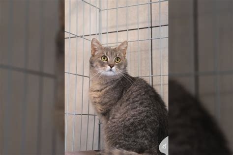 Gyvūnas glaudžiai glaudžiasi prie žmogaus rankos