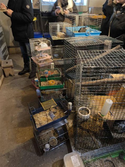 Grupė skirtingų gyvūnų (šunys, katės) viename narve