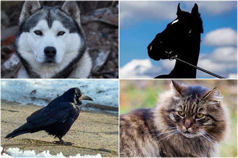 Gyvūnas glaudžiasi prie žmogaus