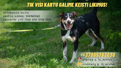 Gyvūnas laukia šeimininko