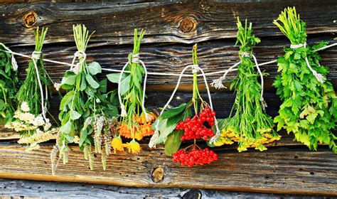 Vaistažolės ir nėštumas