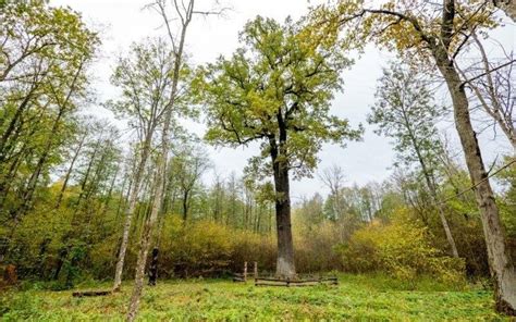 mažas ąžuolas miške