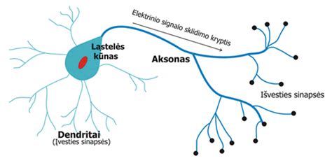 smegenų neuronų tinklas
