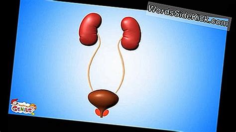 Moters inkstų ir šlapimo takų sistema