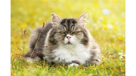 nėščios katės priežiūra