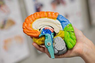 smegenų ląstelės hipoksijos metu