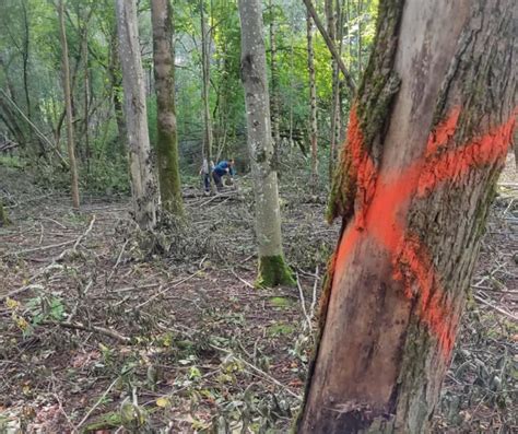 Senas medis prie Širvėnos ežero