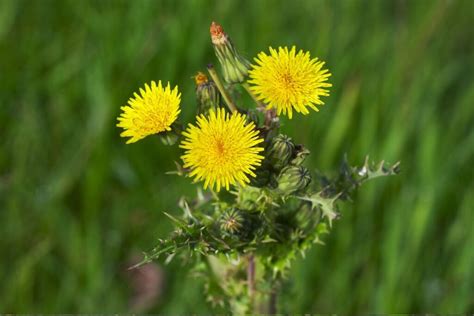 Kiaulpienės žiedai ir lapai