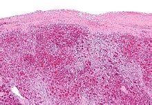 Žmogaus embriono ląstelių mikroskopinis vaizdas