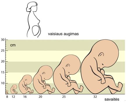 vaisius gimdoje judantis