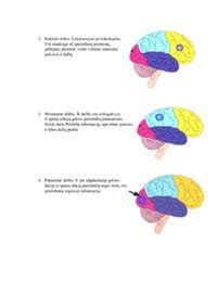 schematinis smegenų pusrutulių pavaizdavimas
