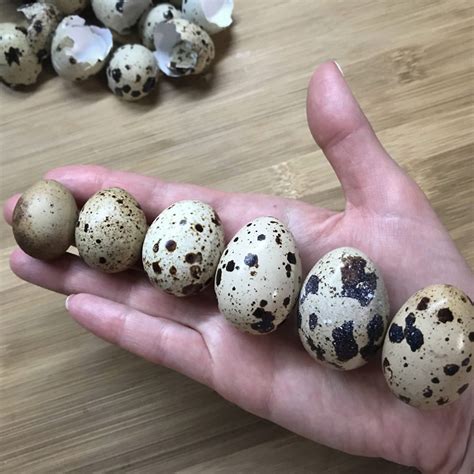 Putpelių kiaušinių maistinių medžiagų palyginimas su vištų kiaušiniais