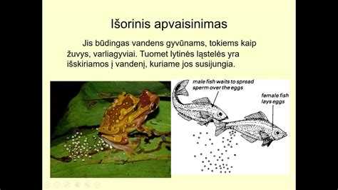 vandens gyvunų išorinis apvaisinimas