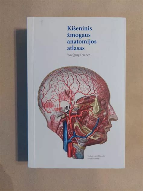 Scheminis žmogaus anatomijos paveikslas, rodantis dubens sritį