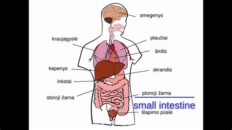 Schematinis žmogaus organizmo vaizdas su išskirtais organais
