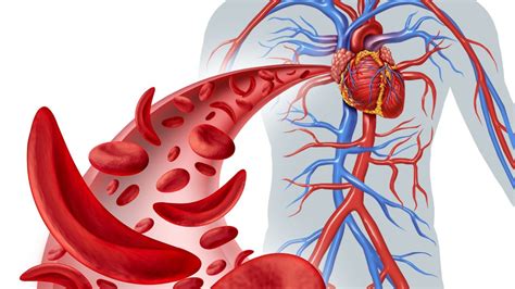 Vaisiaus kraujo apytaka