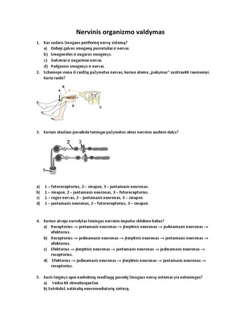 Scheminė nervinio vamzdelio vystymosi iliustracija