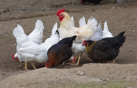 Vištų veislių įvairovė