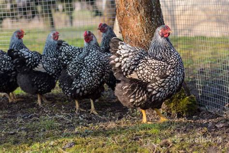 Populiariausios vištų dedeklių veislės
