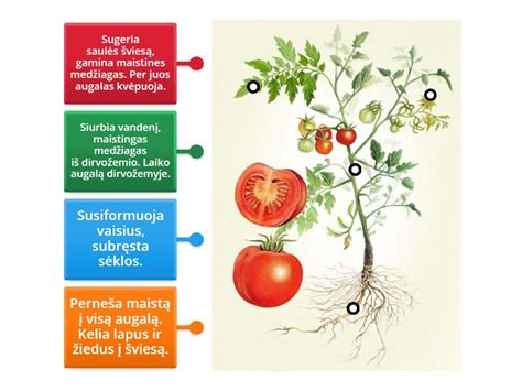 Diagrama, iliustruojanti skirtingų laikiklio dalių funkcijas ir medžiagas