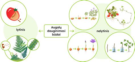 Vyriškosios ir moteriškosios augalų lytinės ląstelės