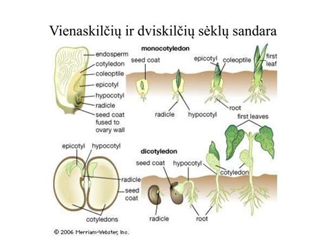 Sėklos sandara: gemalas, endospermas, luobelė