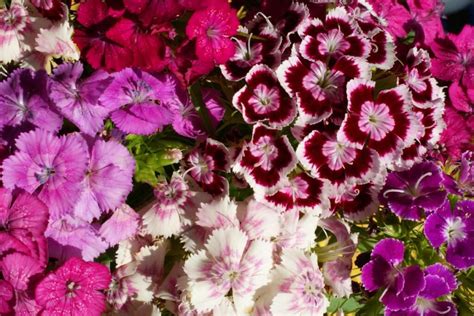 Gvazdikų genties augalai