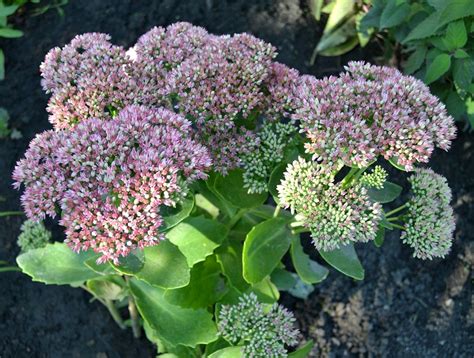 Įvairių rūšių šilokai