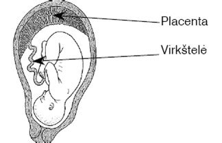 Anatomija: Kiaušintakiai, kiaušidės ir gimda