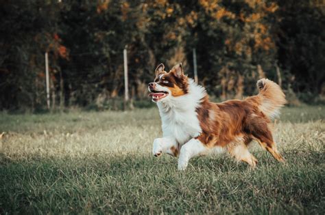 šuo su specialiomis kelnaitėmis