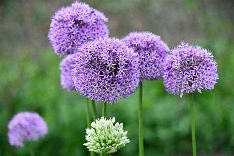 Dekoratyvinių česnakų žiedynų įvairovė