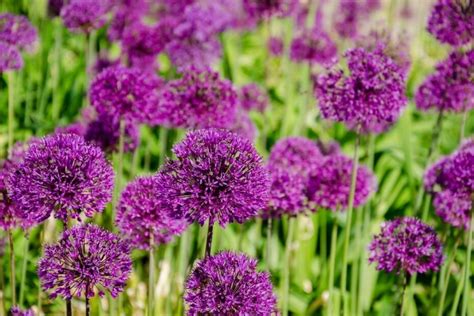 Žemaūgių dekoratyvinių česnakų sodinimas alpinariume