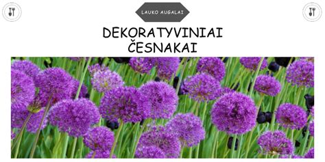 Dekoratyviniai česnakai ir rožių derinys