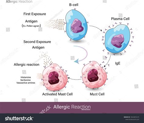 Alerginės reakcijos mechanizmas