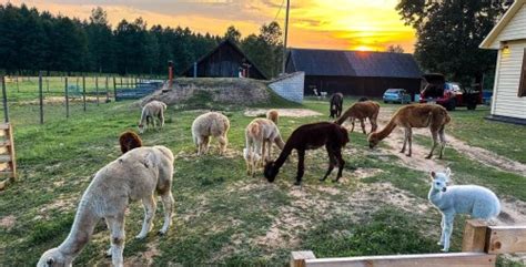 Alpakos Dapkų ūkyje