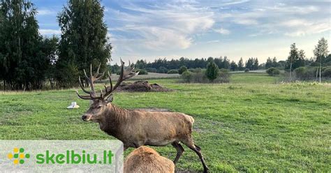 Taurieji elniai Zanapolės dvarvietėje