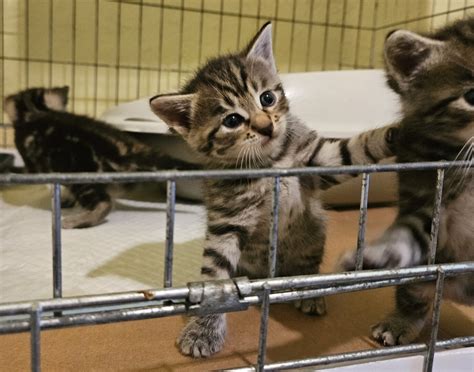 Katės sterilizacijos programa