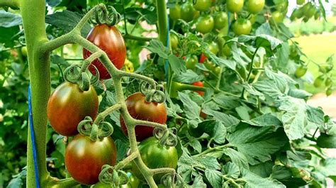 Įvairių spalvų ir formų pomidorų derlius