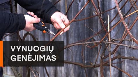 Vynuogių genėjimas pavasarį