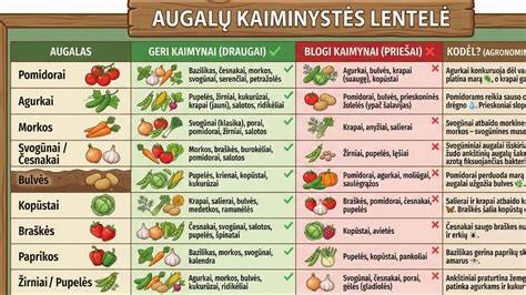 Augalų derinimo lentelė